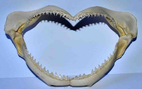 Machoire requin 190mm - machoire,