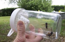 Piège à frelon asiatique