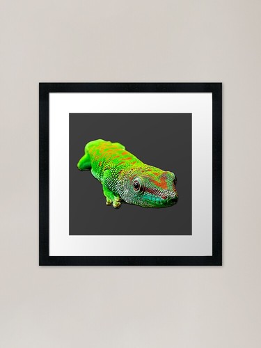 Giant day gecko phelsuma - giant,