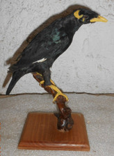 Ancienne Taxidermie Oiseau mainate Naturalisé taxidermy curiosité