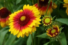 100 Graines de Gaillarde -