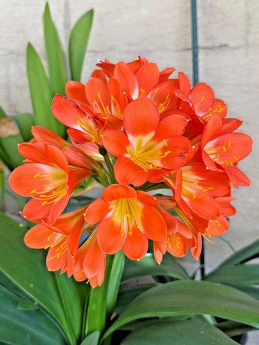 Pack mature clivia miniata - pack,,