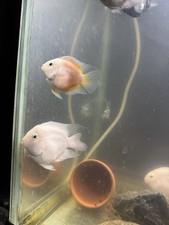 1-2 Creamsicle Parrot Cichlid 1 Inch (very Rare)