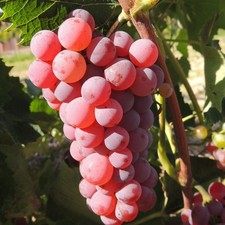 Plant de raisin Somerset 2L  -