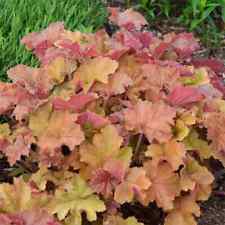Carmel Heuchera Coral  Bells 4'' in Pot