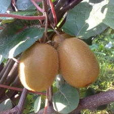 Actinidia chinensis