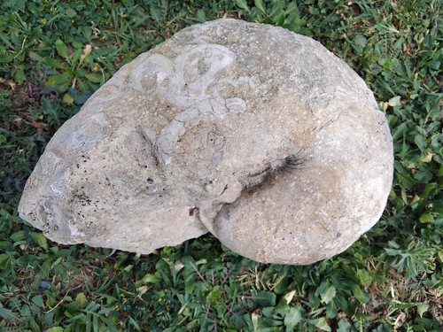 Fossile nautile 1okg 30cm - fossile, nautile,1okg,30cm