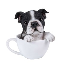 PT BOSTON TERRIER TEACUP PUPS