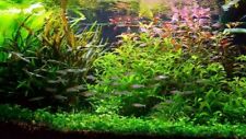 Plantes aquarium de 60L avec 9 variétés à racines et tiges + 3 clado gratuites