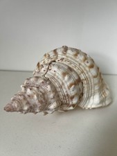 Grand coquillage Triton