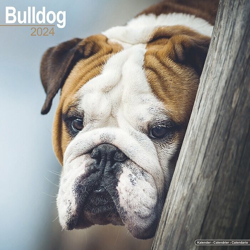 Calendrier 2024 bouledogue - 2024,