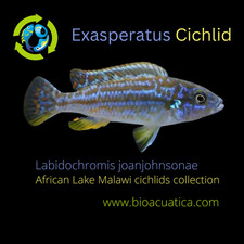 EXASPERATUS AFRICAN CICHLID 1 TO 1.5" UNSEXED (Labidochromis joanjohnsonae)
