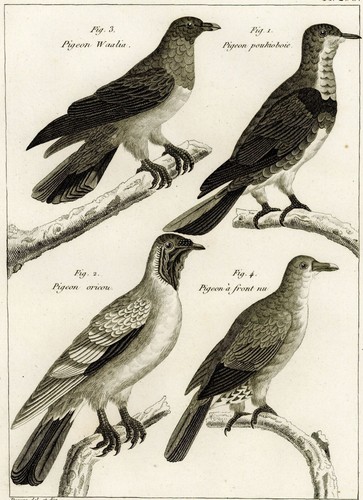 Oiseau pigeon oricou waalia - oiseau,