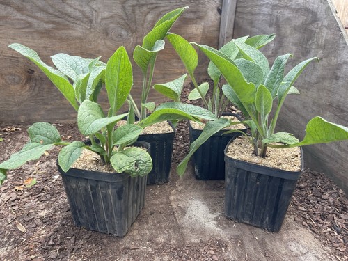 Comfrey potted gal - comfrey, (4pack)