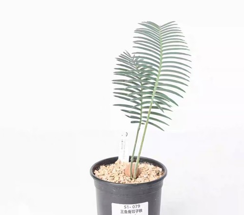 Pot 5cm rare - pot,