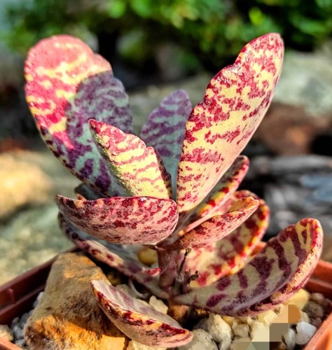 Kalanchoe humilis tanzania - kalanchoe,