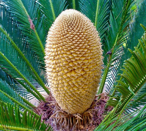 Cycas revoluta male 25cm - revoluta, 20-25cm