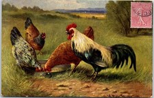 ANIMALS - A rooster and three chickens.