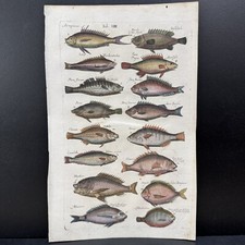 1657 Hand Colored Merian Engraving Print Fish John Jonston Historia Naturalis