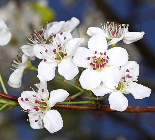 Pyrus calleryana poirier - pyrus,
