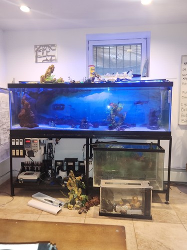 Multiple aquariums and - aquariums,
