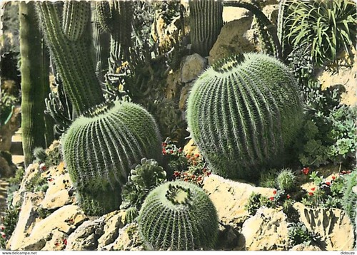 Carte postale fleurs - -,