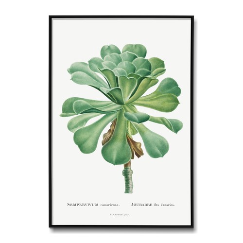 Vintage botanical print - vintage,