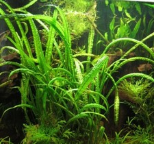 Cryptocoryne crispatula usteriana pied mere xxl  50/70 cm plante discus