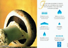 ADVERTISEMENT ADVERTISING 026 1995 Gaz de France cooking appliances (2p) mushroom