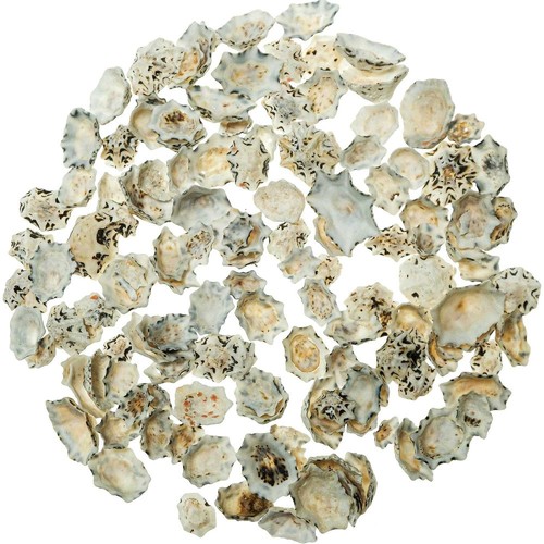 Coquillages patella star - , 1.5