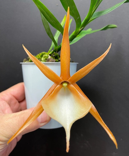 Angraecum viguieri species - angraecum,