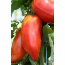 TOMATE ANDINE CORNUE, 50