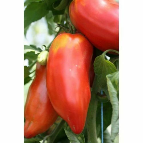 Tomate andine cornue 50 - andine, cornue,