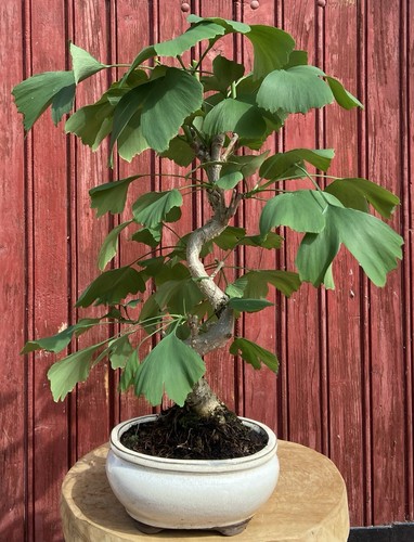 Bonsaï ginkgo biloba ans - ginkgo,