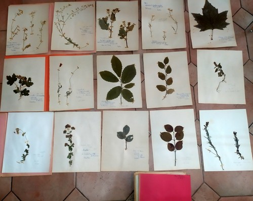 Planches herbier ancien - 60, d'herbier