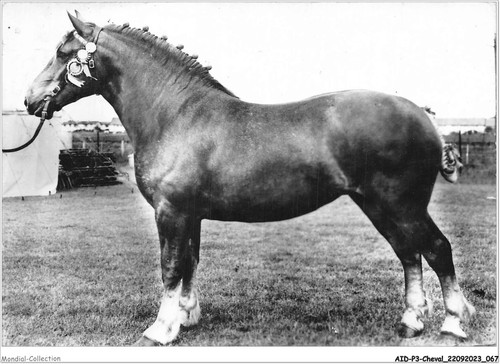 Aidp3 chevaux 0184 pouliche - aidp3-chevaux-0184,