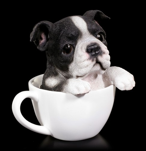 Chien tasse boston - chien,