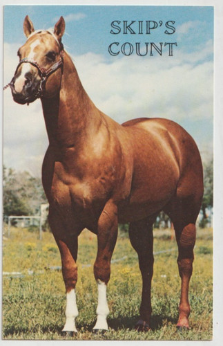 Skip count palomino - count, aqha