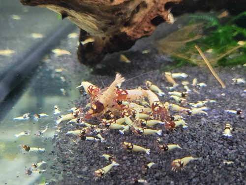 Lot crevettes - de,