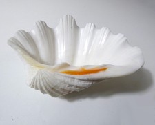 Coquillage bénitier porte savon nacre 16 cm