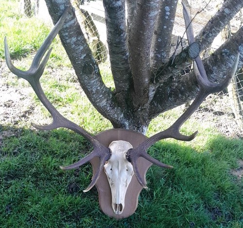 Gros trophée cerf 12 cors - ,