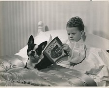 TERRIER DE BOSTON c. 1950