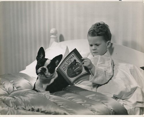 Terrier boston 1950 - terrier,