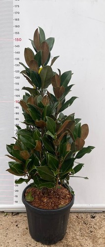 Plante magnolia grandiflora - plante,