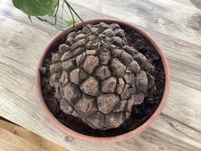 dioscorea mexicana géante avec poussée ,turtle back plant giant