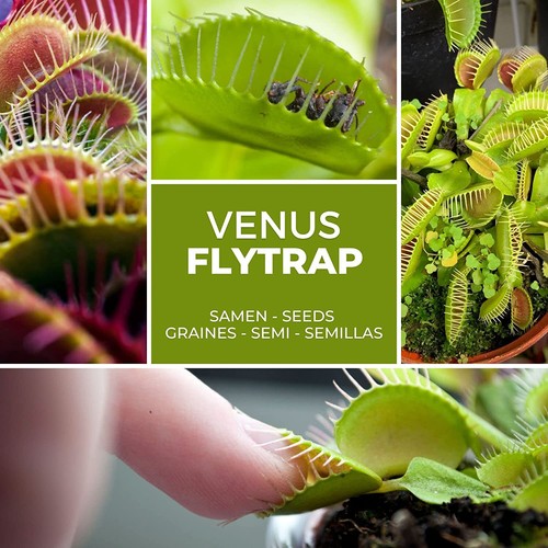 Carnivore venus fly - , trap