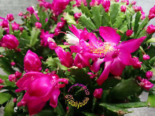 Bouture Cutting  Schlumbergera Cactus de Noël  " Wild rose " nouvelle variété