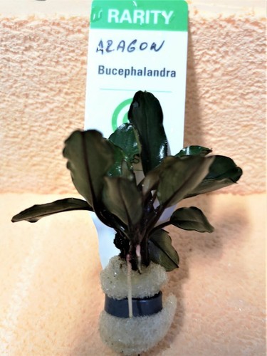 Bucephalandra aragon plante - bucephalandra,