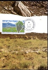 293- TAAF  - CARTE   1er JOUR