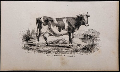 1860 vache race alderney - -,